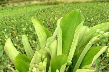 Manfaatkan daun genjer untuk atasi sembelit dengan cara olahannya seperti berikut ini.
