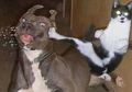 10 Foto ini Buktikan Persaingan Kucing dan Anjing Benar-Benar Ada