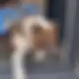 Pinter Abis,  Anjing Ini Bantu Antarkan Makanan ke Tetangga selama Masa Isolasi