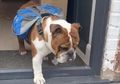 Pinter Abis, Anjing Ini Bantu Antarkan Makanan ke Tetangga selama Masa Isolasi