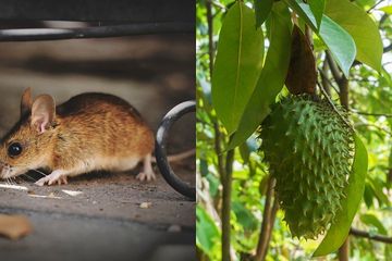 Mengusir tikus dengan daun sirsak