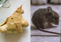 Tak Usah Pakai Perangkap dan Racun, Cuman Modal Jahe Tikus di Dalam Rumah Pasti Minggat Semuanya Tak Berani Balik Lagi, Seperti Ini Cara Kerjanya