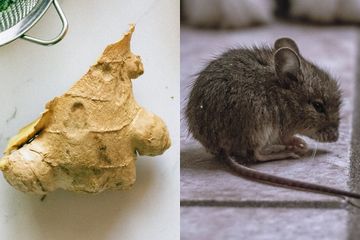 Cara mengusir tikus dengan jahe