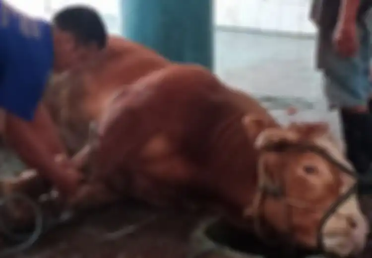 Mengapa Sunan Kudus Melarang Menyembelih Sapi Ketika Idul Adha?