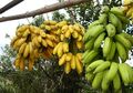 Cuma Memijat-mijatkan Kulit Pisang pada Ruam Bekas Gigitan Serangga Ternyata Ampuh Hilangkan Rasa Gatal dan Panas Seketika