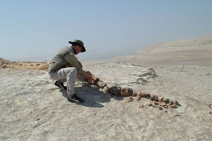 Ingin Jadi Ahli Paleontologi? Cari Tahu Pekerjaan Ahli Paleontologi