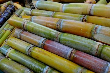 Manfaat batang daun tebu yang mengandung sejumlah senyawa bioaktif.