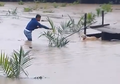 Banjir Bandang Tengah Melanda, Pria Ini Malah Hampiri Sumber Suara Ini Meski Dilarang Teman-temannya: 'Saya Melihat Ada Kayu di Tengah Lapangan'