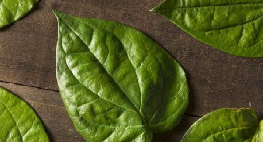 Coba Mulai Rutin Minum Air Rebusan Daun Sirih Setiap Hari Tubuh Akan Jauh Dari Berbagai Penyakit Berbahaya Ini Semua Halaman Sajian Sedap