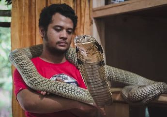 Maksud Hati Memeriksa Kondisi Ular Peliharaannya, Panji Petualang Justru Digigit King Cobra Garaga Hingga Taringnya Menancap, Begini Kondisi Mengejutkan Sang Penakluk Ular!