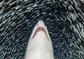 10 Foto Mencengangkan yang Diambil Dari Bawah Laut
