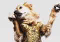 Maxdonna: Seekor Anjing yang Memiliki Gaya Mirip dengan Madonna