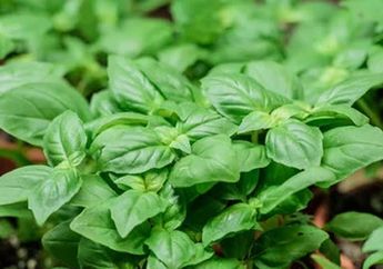 Pantas Banyak Dijadikan Lalapan, Daun Kemangi Rupanya Mampu Mencegah Penyakit Mematikan Ini