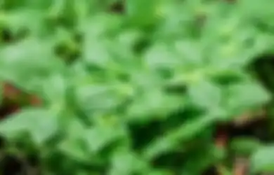 Pantas Banyak Dijadikan Lalapan, Daun Kemangi Rupanya Mampu Mencegah Penyakit Mematikan Ini