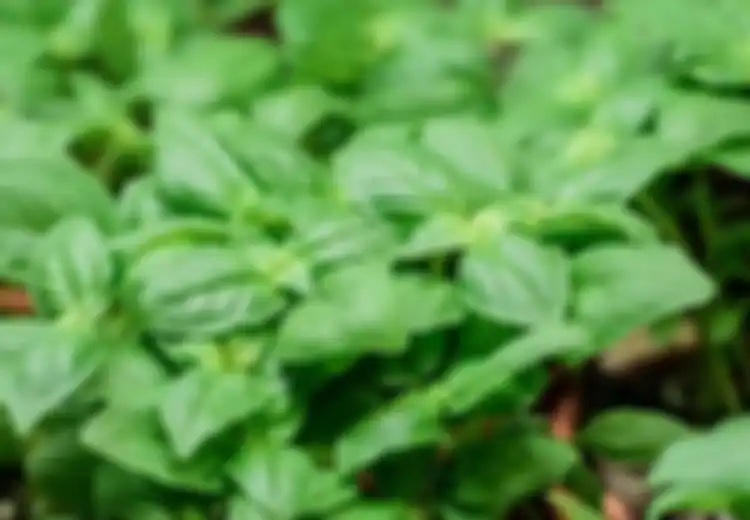 Pantas Banyak Dijadikan Lalapan, Daun Kemangi Rupanya Mampu Mencegah Penyakit Mematikan Ini