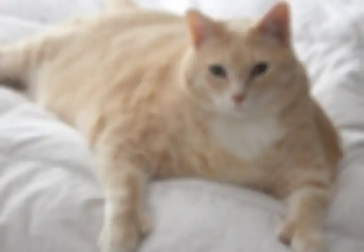 Potret Lucu Bronson, Kucing Obesitas yang Beratnya 15 Kg Tapi Tetap Menggemaskan