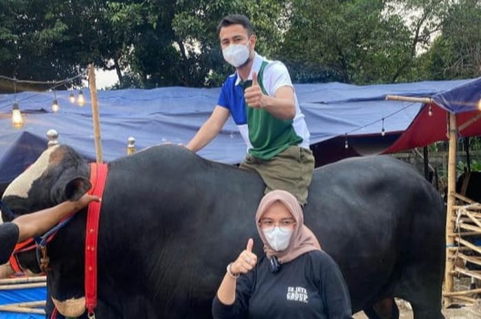 Raffi Ahmad Datangkan Sapi Terbaik dari Gunung Kidul dengan Bobot 1.4 Ton