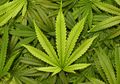 Bagaimana Dampak Bahaya Merokok Ganja terhadap Bayi dan Ibu Hamil?