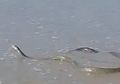 Racunnya Bisa Membunuh dalam 15 Jam Sesudah Sebabkan Pusing dan Rasa Sakit Hebat, Ular Mamba Hitam Sepanjang 2,4 Meter Ini Ditemukan di Pantai