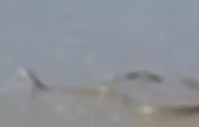 Racunnya Bisa Membunuh dalam 15 Jam Sesudah Sebabkan Pusing dan Rasa Sakit Hebat, Ular Mamba Hitam Sepanjang 2,4 Meter Ini Ditemukan di Pantai