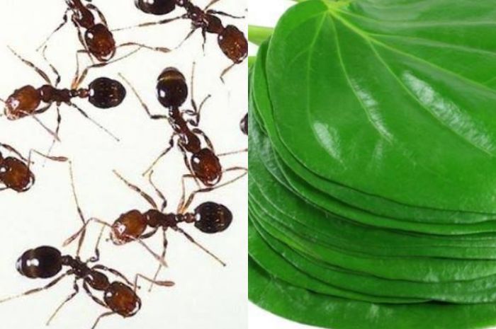 5 Bahan Alami Ini Ampuh untuk Mengusir Semut dari Rumah, Coba Yuk! - Semua  Halaman - Nakita