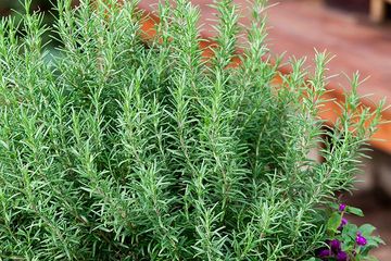 Rosemary, salah satu tanaman yang bisa menangkal nyamuk demam berdarah.