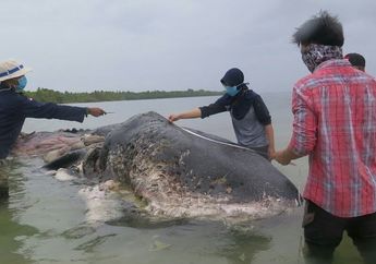 Miris, Paus Sperma yang Mati di Wakatobi Telan 5,9 Kg Sampah, dari Bungkus Mi Instan Hingga Botol Parfum