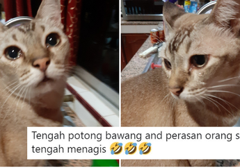 Lihat Kucing Menangis Ketika Majikannya Sedang Memotong Bawang, Seorang Wanita Dibuat Bingung dan Tak Habis Pikir