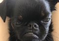 Punya Puluhan Ribu Followers di Instagram, Anjing Ini Viral Berkat Wajah Songongnya