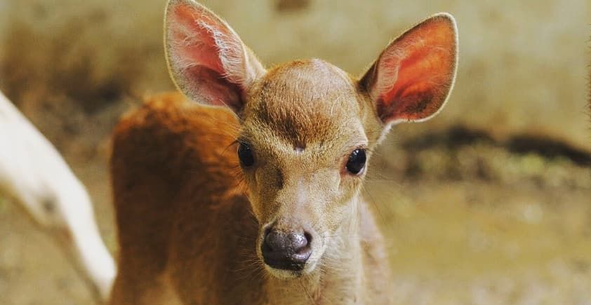 Ada Program Adopsi Satwa Kebun Binatang Jurug Solo di Masa Pandemi