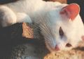 Pria Paruh Baya Pemakan Kucing Hidup - hidup Jadi Buronan, Berikut Pernyataan dari Kepolisian