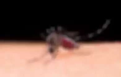 Cara mengusir nyamuk