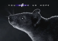 Bukan Captain Marvel Atau Iron Man, Tapi Tikus yang Menyelamatkan Dunia di film ‘Avengers: Endgame’!
