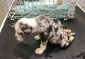 Malangnya Nasib Anjing Lumpuh Ini, Dibuang dan Dibiarkan Kedinginan serta Ketakutan hingga Mati di Hari Natal