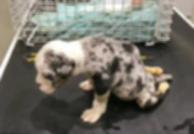 Malangnya Nasib Anjing Lumpuh Ini, Dibuang dan Dibiarkan Kedinginan serta Ketakutan hingga Mati di Hari Natal