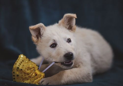 Berita Foto Anjing Lucu Terbaru Hari Ini Alami Perubahan Drastis