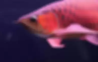 Ilustrasi ikan arwana merah