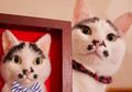 Cuma Modal Benang Wol, Seniman Jepang Bikin Potret Kucing 3 Dimensi