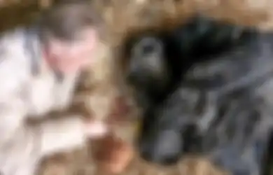 Gorila 57 Tahun Ini akan Meninggal, Perpisahan dengan Pengasuhnya Sungguh Mengharukan