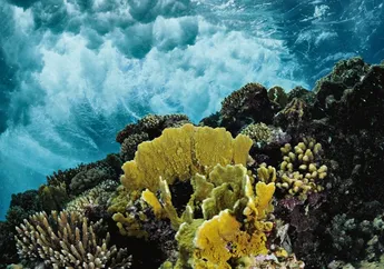 Studi: Keanekaragaman Terumbu Karang Berubah seiring Kedalaman Laut