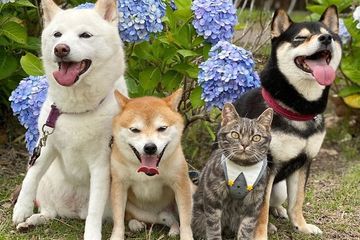 Bikin Yang Lihat Gemas Merasa Jadi Bagian Dari Geng Anjing Kucing Ini Curi Perhatian Karena Suka Ikut Nimbrung Semua Halaman Kids