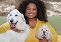 Dikira Pilek Ternyata Presenter Oprah Winfrey Idap Pneumonia, Infeksi Paru yang Berbahaya