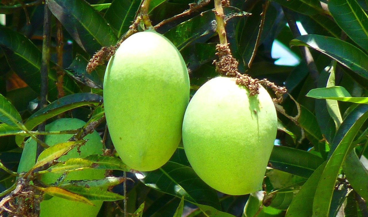 Salah Satunya Baik untuk Pasien Diabetes, Ini Manfaat Kandungan Air Rebusan Daun  Mangga - Semua Halaman - Bobo