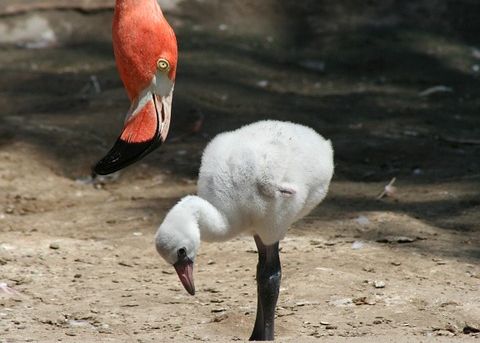 Warna Asli Bulu Flamingo Bukan Merah Muda Lo Apa Warna Aslinya
