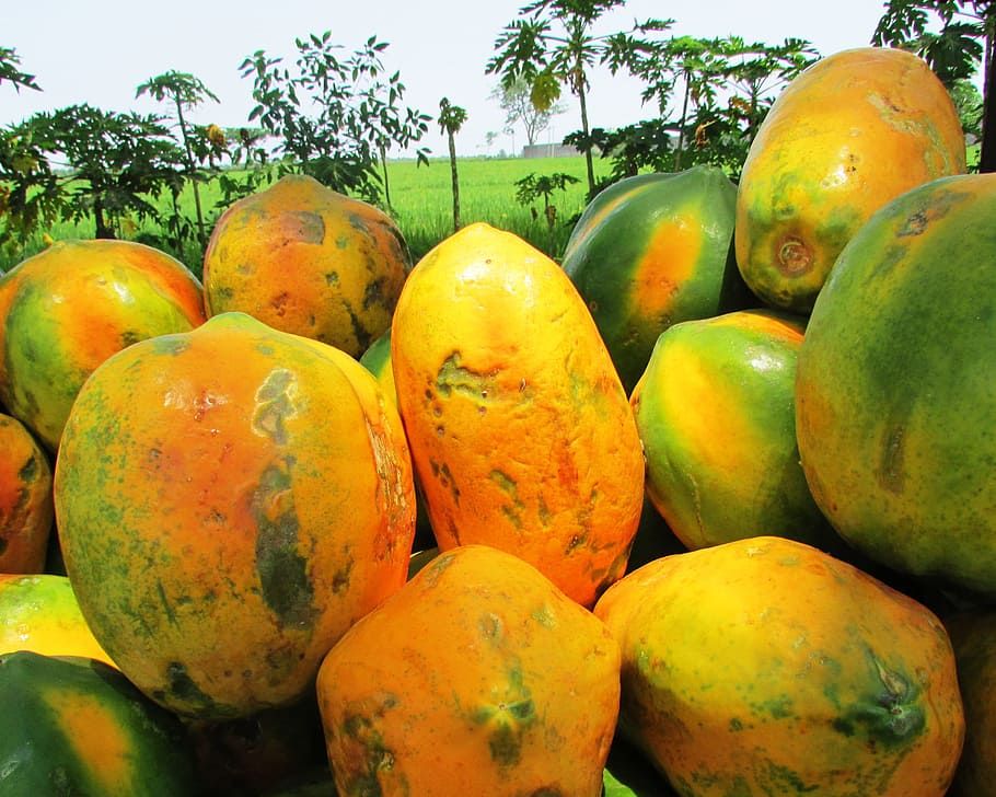 Dijual Murah Dan Melimpah Di Sekitar Kita Tak Banyak Yang Tahu Ternyata Buah Satu Ini Dinobatkan Sebagai Buah Paling Menyehatkan Semua Halaman Kids