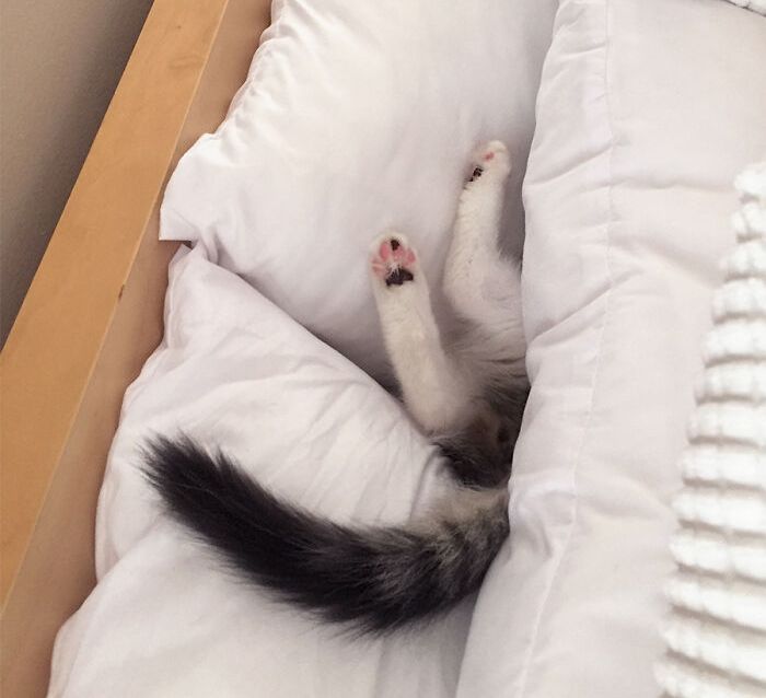 Lucu dan Bikin Gemas! 10 Potret Posisi Kucing Tidur yang Tak Biasa, Ada