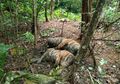 Tiga Harimau Sumatra Mati Terjebak Jerat di Kawasan Hutan Lindung Aceh