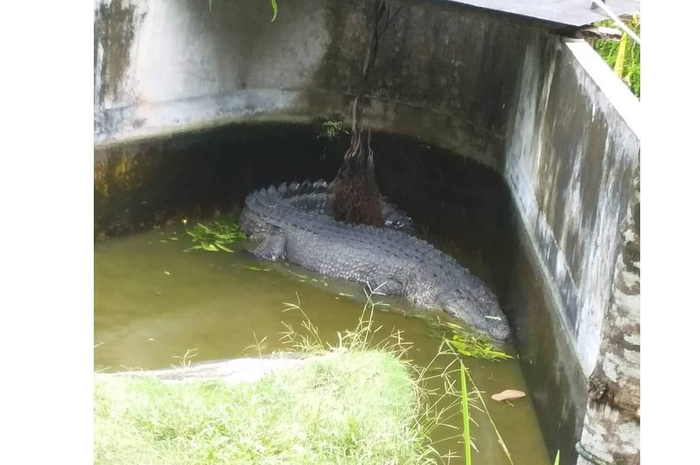 Merry Supit (36) terkejut mendengar kabar kematian Deysi Tuwo (44) yang diterkam buaya milik pemimpin perusahaan pembibitan mutiara.