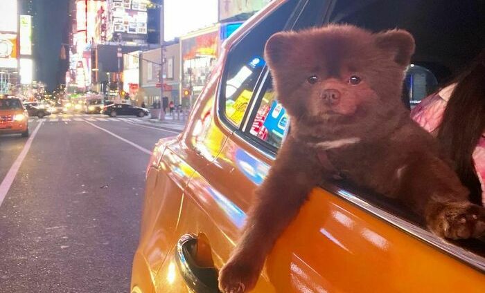 BERITA POPULER Anjing Terkenal yang Mirip Beruang Hingga Cara
