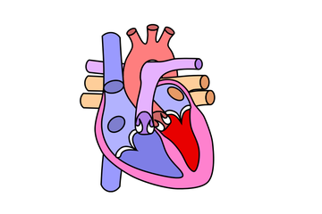 Bagian jantung yang berisi darah kaya oksigen yaitu